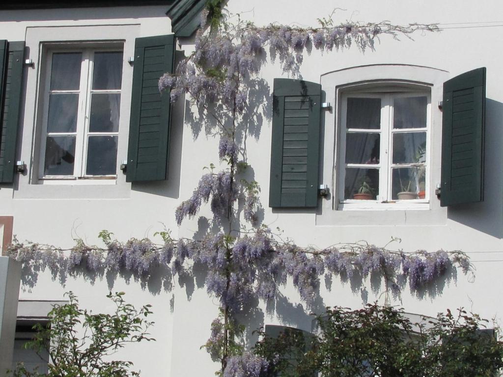 Rhein River Guesthouse - Direkt Am Rhein Леверкузен Экстерьер фото