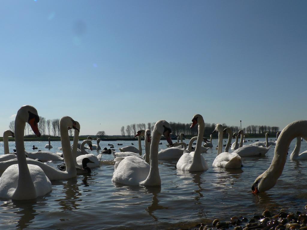 Rhein River Guesthouse - Direkt Am Rhein Леверкузен Экстерьер фото